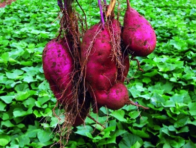 湖北不仅有红安“苕” 全国13个甘薯优质品种落户