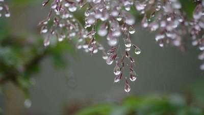 今日寒露：露寒而冷，繁华不再