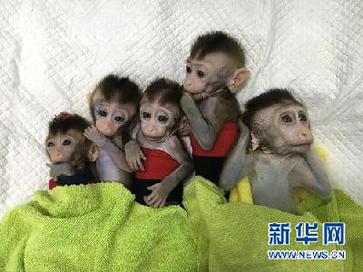 世界首批体细胞克隆疾病模型猴在中国诞生
