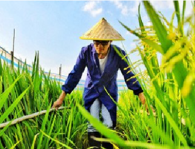 中国科学家成功克隆出杂交稻种子 有望给农业生产带来新的革命