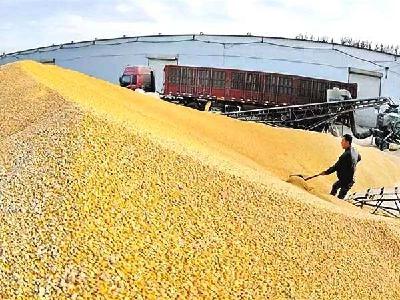 有仓必到、有粮必查！今年将开展全国政策性粮食库存大清查