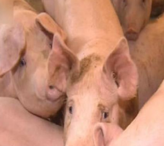 专家指出非洲猪瘟不会影响猪肉及其制品的食用安全