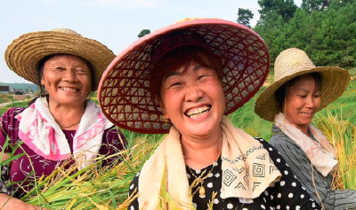 枝江丨种优质稻，带动农民一起赚大钱