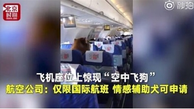 办个证就能带爱犬一起“飞”？民航人士：没那么简单 