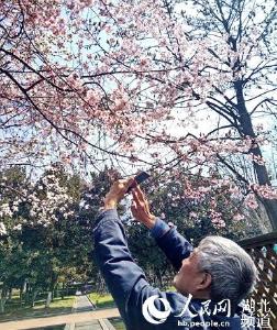 高清组图：武汉汉口江滩樱花盛开 