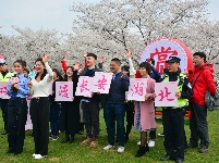 组图 | 樱花烂漫时，平安湖北来