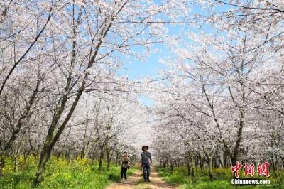 日媒：日本东京都中心樱花开放 比常年早5天