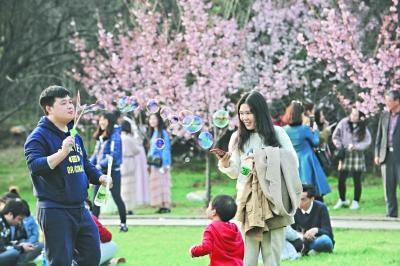 “樱花季”3条地铁线路周末增开列车 去各大景区赏花这样坐地铁