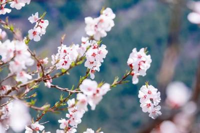 26个春天的成语，原来都出自诗词