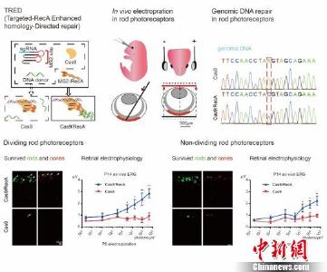 编辑视网膜感光基因 中国学者治盲研究获进展