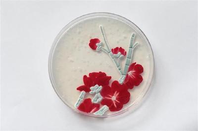 细菌为颜料、培养基为画板，华农学子“绘就”别样梅兰竹菊