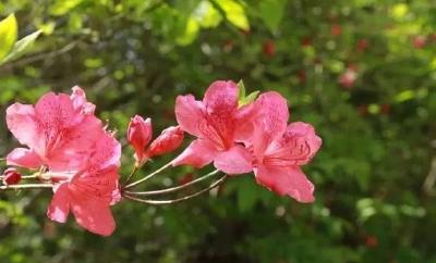 清明小长假迎来最佳赏花期，快来湖北看花！