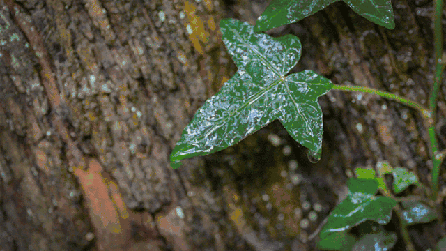 湖北周末两天都有雨 北风加大 气温小幅下降