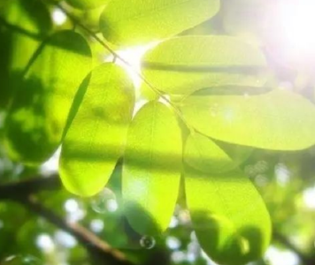 今天“立夏” 气温不升反降 明天最高气温仅18℃