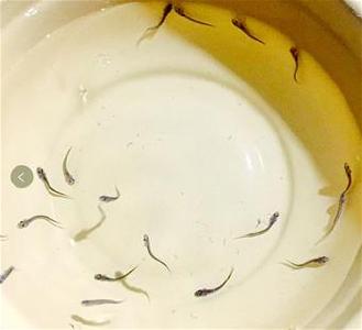 极危物种长江鲟全人工繁殖取得成功 