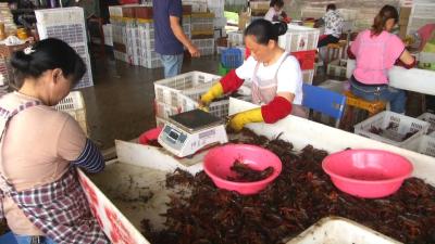 今年虾价一路跌 究竟为何？