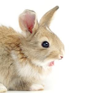 非正式会谈|澳大利亚的消灭兔子人计划？