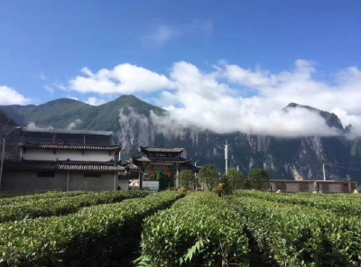 湖北省两大茶文化列入全球重要农业文化遗产预备名单