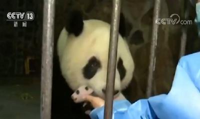 体重最轻熊猫宝宝满月啦！能自己吃母乳 重500多克