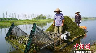 湖北枝江投入3.5亿元治理金湖湿地生态