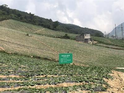 播种超160万亩、产量过400万吨……湖北高山蔬菜规模居全国首位