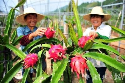 今年起湖北将每年建设300个国家森林乡村，绿化美化5000个村