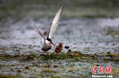 湖北枝江投入3.5亿元治理金湖湿地生态