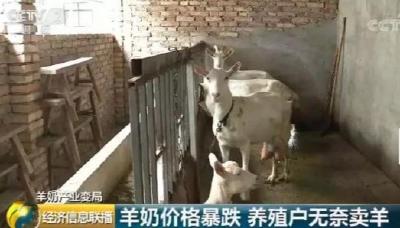 10元变4元 羊奶价格腰斩式下跌！羊入怪圈为哪般？
