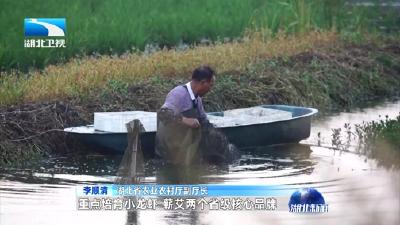 V视 | 中部崛起 湖北实践 产业更强 家乡更美 湖北加快推进乡村振兴