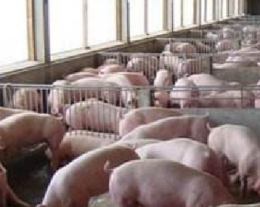 湖北省出台硬措施支持生猪生产 种猪场最高可获200万元一次性补助
