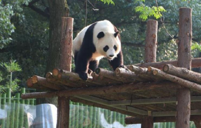 “国际大熊猫日”要来啦！武汉动物园喊你来和大熊猫一起玩耍