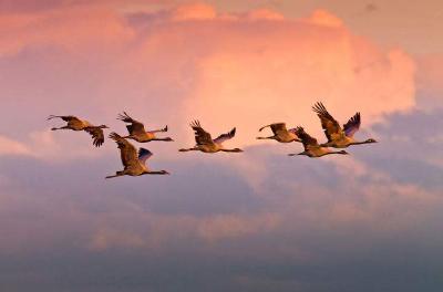 鸟类迁徙季，读懂它们的“空中阵形”