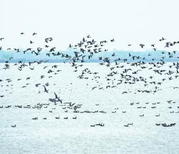 4万只冬候鸟欢聚鸟类天堂 武汉湿地公园特地“留白”增加动植物幸福感