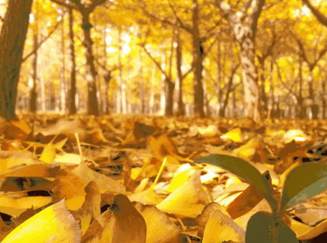 全省唯一！央视推荐十大最美银杏观赏地，随州上榜！