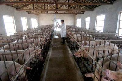 4100余万元财政贴息资金支持生猪生产 湖北272家畜企受益