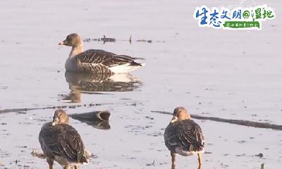 最佳观鸟期来临，万鸟齐飞尽显湿地壮美！