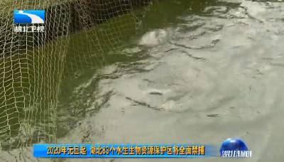 V视丨2020年元旦起 湖北83个水生生物资源保护区将全面禁捕