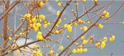 东湖梅花 春节期间迎来初花期 盛花期预计元宵节前后