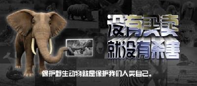 世界动物保护协会专家：应全球禁止野生动物交易