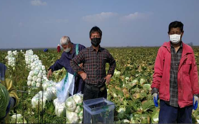 湖北近百家农民合作社为菜篮子保供稳价就地复产