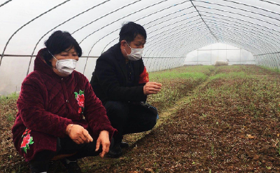 五个保障丨保障“菜篮子”供应 武汉江夏金水抢播抢管快生菜