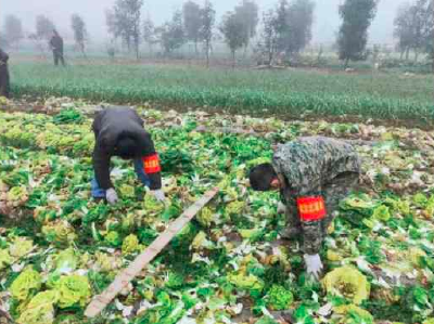 夫妻自掏腰包买块田 为医院捐赠蔬菜