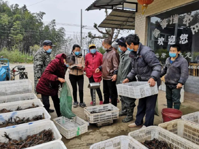 线上销售+点对点收购 石首小龙虾销售复苏