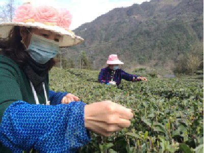 防疫采茶两不误 五峰春茶开园了