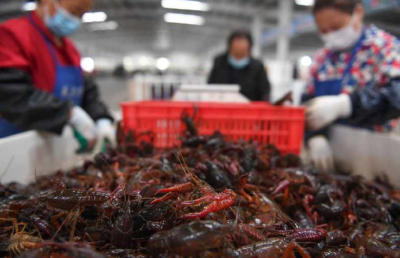 潜江小龙虾、荆州鱼…湖北水产品“跨栏”闯世界