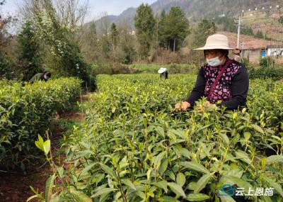 防疫春耕两不误 巴东石喊山村春茶采摘正当时