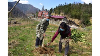 油茶苗终于到了，湖北宣恩村民喜上眉梢