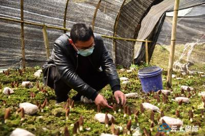 宣恩：特色食用菌进入采摘季