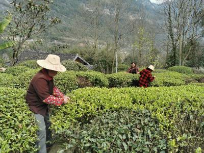 鹤峰邬阳：2.1万亩有机茶迎来春茶开园采摘季