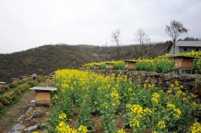 十堰市竹山县：万亩油菜“花海”引得千余蜂农借“春蜜”增收